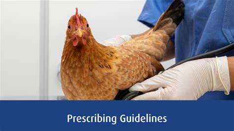 afsillin|Antimicrobial prescribing guidelines for poultry .